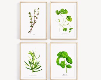 Pósteres botánicos en acuarela de hierbas aromáticas, 4 ilustraciones para elegir.