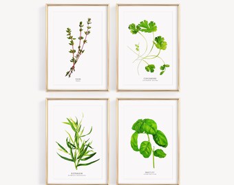 Affiches aquarelles botaniques herbes aromatiques, au choix