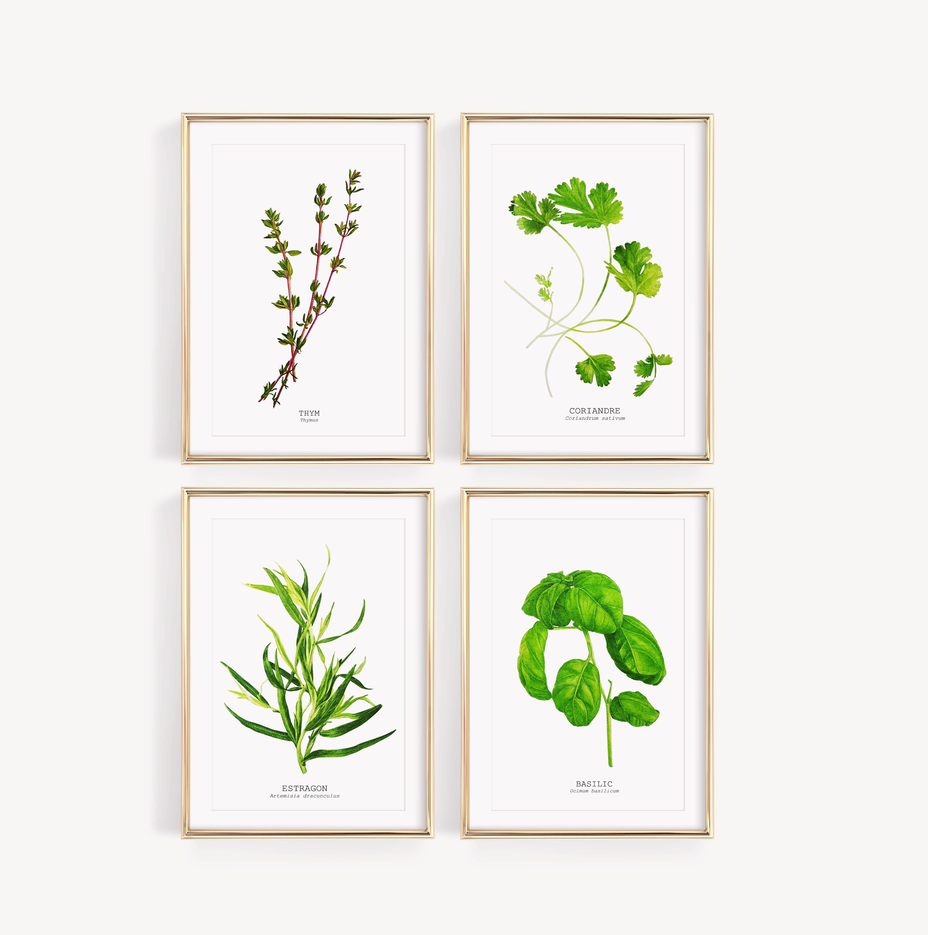 Affiches Illustrations Botaniques d'herbes Aromatiques, Au Choix