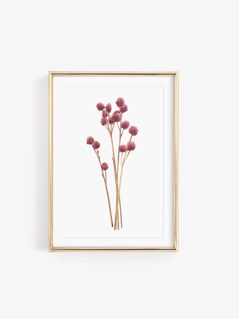 Botanical illustration of dried flower, gomphrena image 2