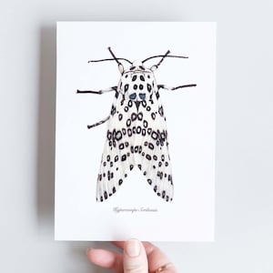 Carte naturaliste A6 de papillon de nuit