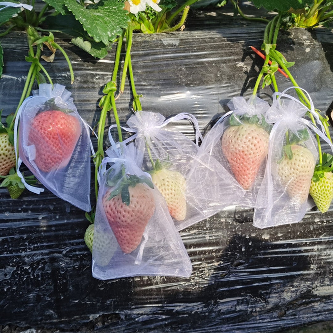 Strawberry Insect proof Bag Fruit Bag Anti bird Net Bag for Tomato Fig Grape Insect proof Gauze Net Bag insect Garden Netting Etsy