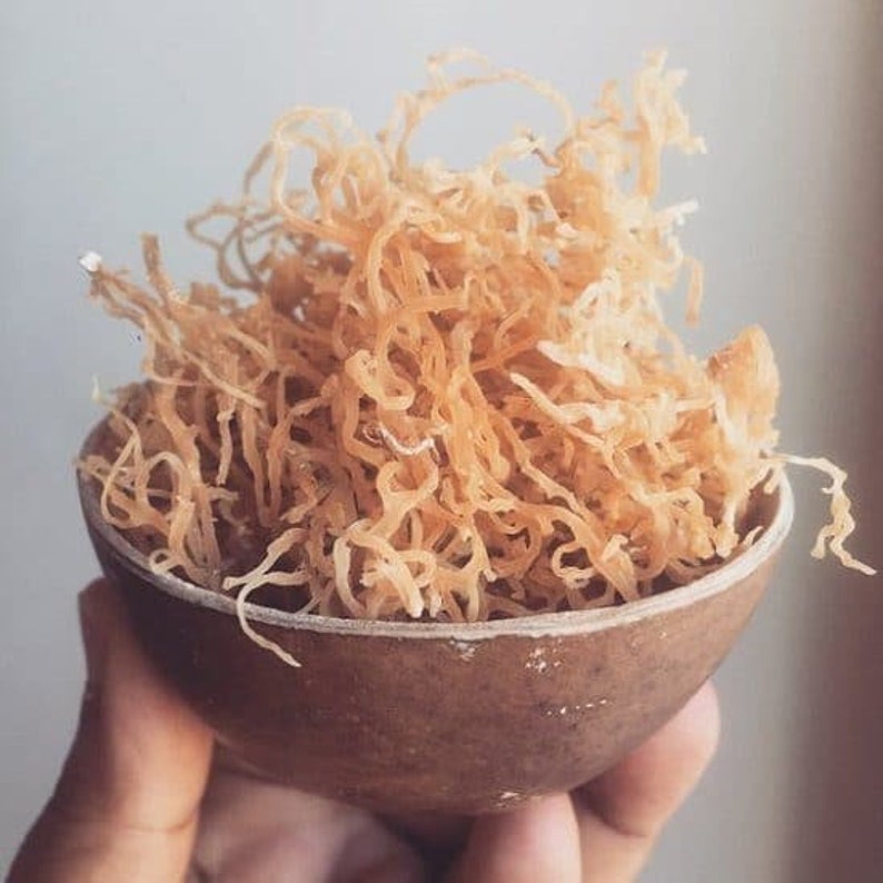 Raw Gold Caribbean Sea Moss 2oz Etsy