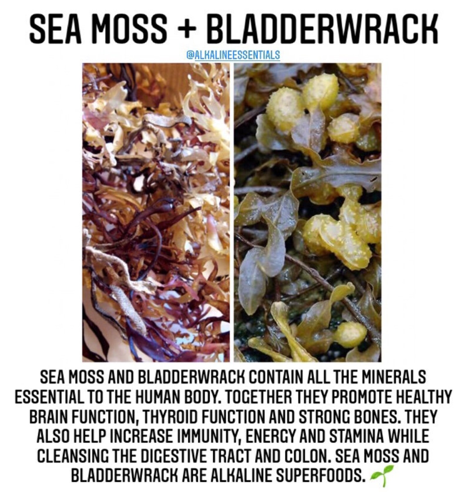 Sea Moss Bladderwrack Duo Capsules Etsy