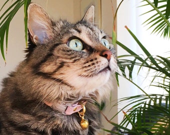 Peut inclure: Gros plan sur un chat tigré aux yeux verts portant un collier rose avec une clochette dorée. Le chat regarde vers le haut et vers la droite, la bouche légèrement ouverte.
