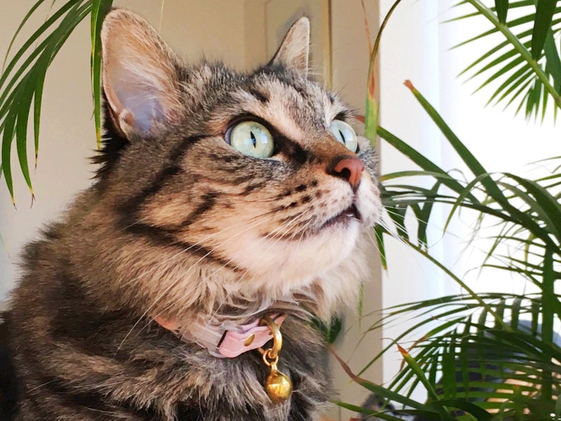 May include: A close-up of a tabby cat with green eyes wearing a pink collar with a gold bell. The cat is looking up and to the right, with its mouth slightly open.