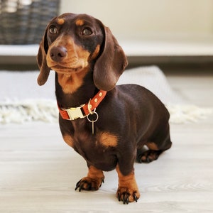 Orange Vegan Cork Dog Collar | Luxury Brass Hardware | Eco-Friendly