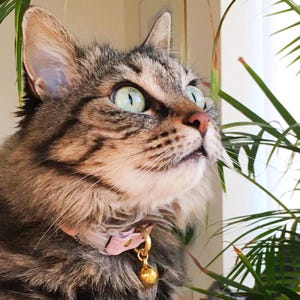 Collier et cloche pour chats échappés | Cuir de liège végétalien ou coton biologique | Quincaillerie en laiton de luxe | Vert menthe, bleu ou rose image 5