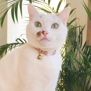 May include: A white cat with green eyes and a brown patch on its nose is wearing a pink collar with a gold bell. The cat is looking directly at the camera.