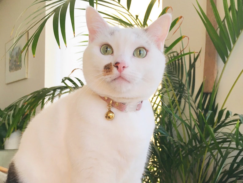 May include: A white cat with green eyes and a brown patch on its nose is wearing a pink collar with a gold bell. The cat is looking directly at the camera.