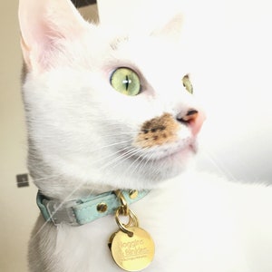 Peut inclure: Un chat blanc aux yeux verts et une tache brune sur le visage porte un collier bleu clair avec une &eacute;tiquette dor&eacute;e qui indique "Noggins & Binkies".