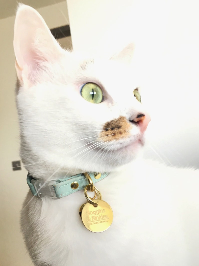 Peut inclure: Un chat blanc aux yeux verts et une tache brune sur le visage porte un collier bleu clair avec une &eacute;tiquette dor&eacute;e qui indique "Noggins & Binkies".