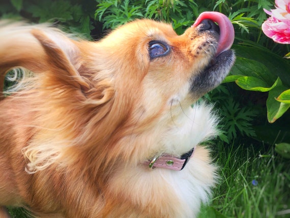 Small Pink Dog Collar in Luxury Vegan Cork Leather Solid Brass