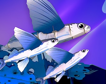 Flygande fisk popup-kort: Handmonterad 3D-havskonst, Pis liv