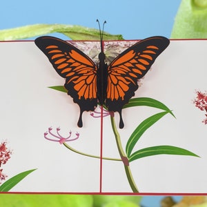 Cartão pop-up borboleta MONARCH ON MILKWEED - Cartão borboleta 3D feito à mão - Cartão inspirado na natureza - Cartão 3D feito à mão - Vida de borboleta