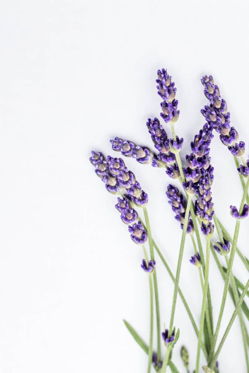 Lavender Wall Art Botanical Printable Digital