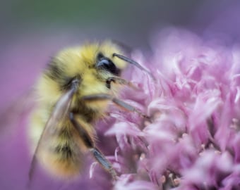 Bumble Bee Wall Art, Home Decor