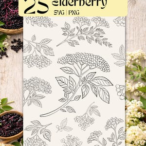 Könnte beinhalten: Digitale Illustration mit 25 Holunder-Designs im SVG- und PNG-Format. Das Bild zeigt Strichzeichnungen von Holunderzweigen, Blättern und Beeren auf hellbeigem Hintergrund. Körbe mit Holunderbeeren und Blumen umgeben die Illustration.