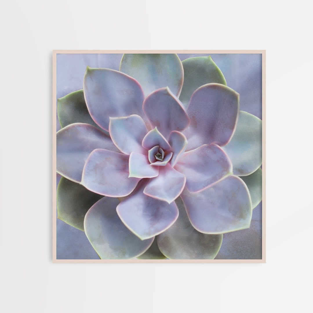 Rose Succulent Wall Art Print Poster Decor, Printable Cactus Poster ...