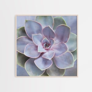 Rose Sukkulenten Wand Kunst Druck Poster Dekor, druckbare Kaktus Poster Sukkulenten digitaler Download Agave Wandkunst, südwestlichen Dekor, groß