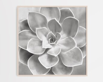 Printable Rose Succulent wall art print poster decor Cactus Poster  succulents digital download agave wall art, black and white art, 24"x24"