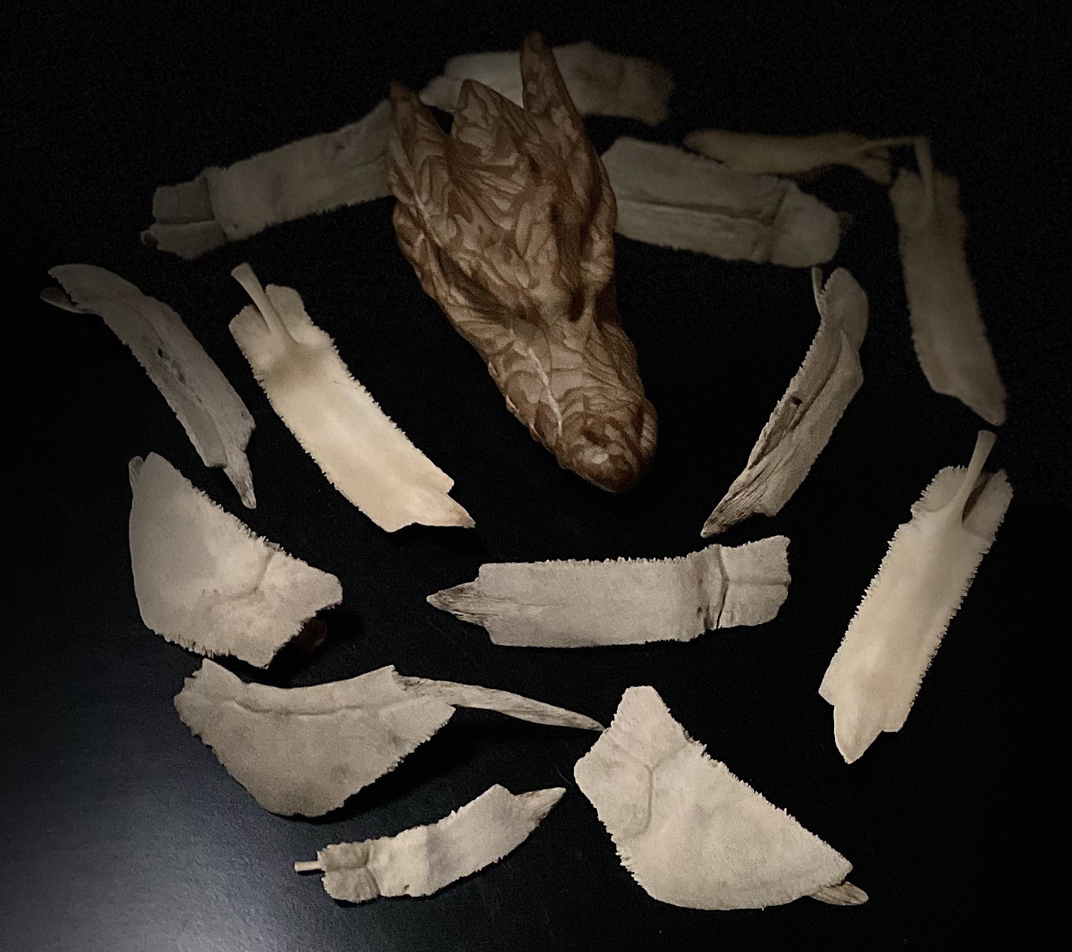 Snapping Turtle Skeleton