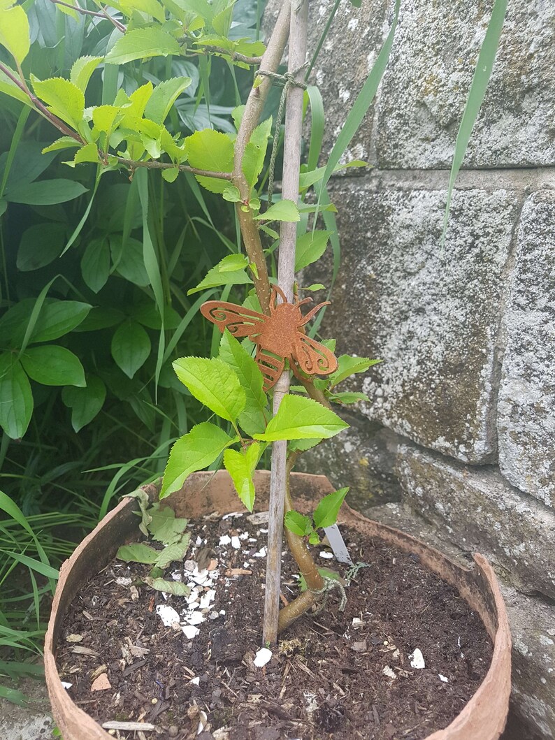 K&ouml;nnte beinhalten: Ein kleiner Baum mit gr&uuml;nen Bl&auml;ttern, der in einem Terrakotta-Topf w&auml;chst. Eine rostige Metall-Bienendekoration ist am Baumstamm befestigt.