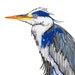 Great Blue Heron Print Blue Heron Printable Printable - Etsy