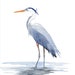 Great Blue Heron Watercolor Print Blue Heron Print Coastal - Etsy
