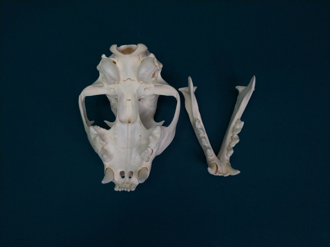 Lynx skull. skull of a Siberian lynx 1 | Etsy