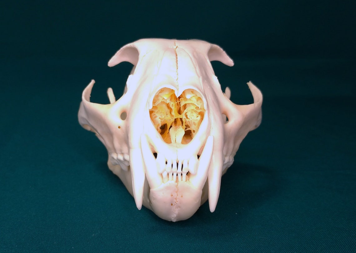 Lynx skull. Large skull of a Siberian lynx 1 | Etsy