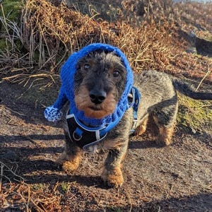 May include: A wirehaired dachshund wearing a blue knitted hat with a white pom-pom. The dog is wearing a black harness with blue accents and is standing on a path covered in brown leaves.