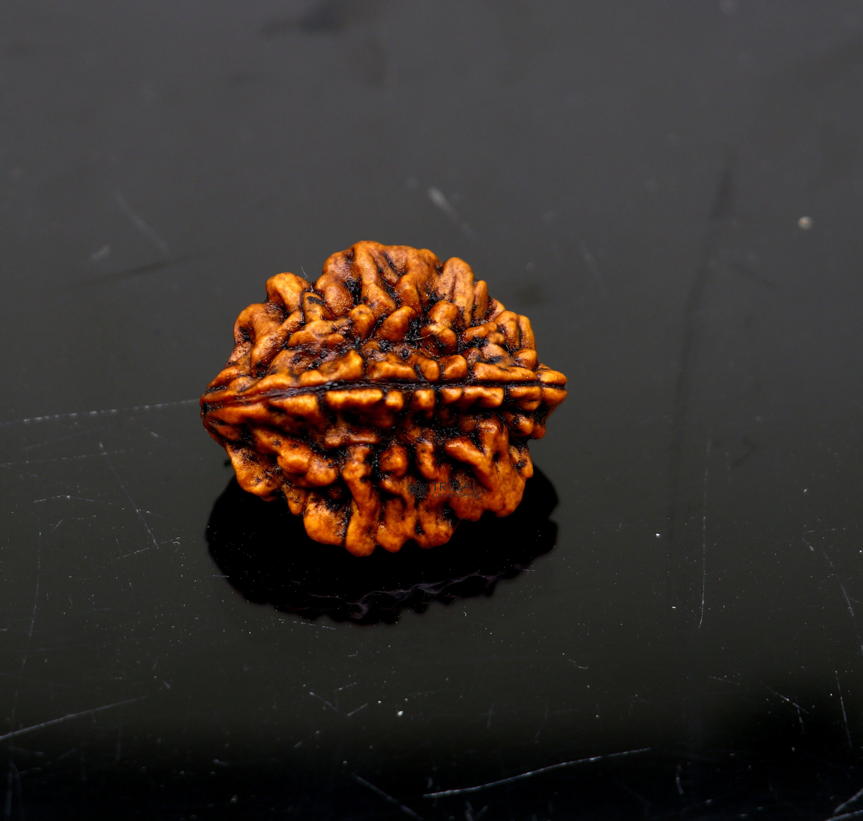 Certified 2 Mukhi Rudraksha Original Holy divine Two Face Rudraksha Dwimukhi Rudraksha use directly with thread or as silver pendant RD01
