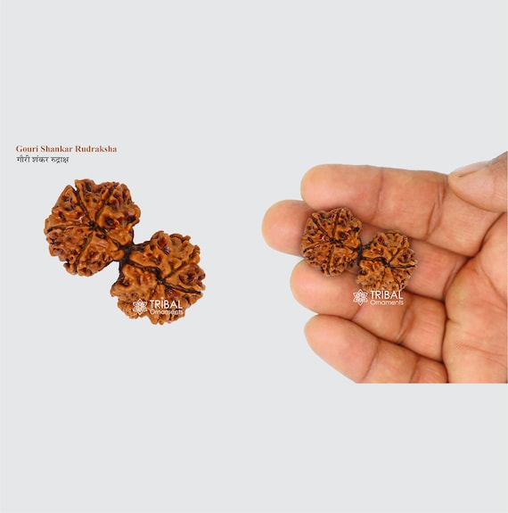 55Carat Choisissez Votre Rudraksha Népalais Certifié Naturel 1, 2, 3, 4, 5, 6, 7, 8, 9, 10, 11, 12, 13 Perles Mukhi Rudraksh Ganesh Mukhi Rudraksh Bead Gauri Shankar Pour Homme Et Femme, Bois, Sans