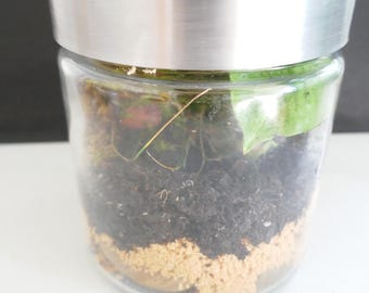 Natural Terrarium | Live Mosses | Live Ferns | Perfect Gift!