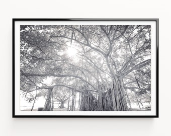 Impresión de árbol Banyan, impresiones en blanco y negro, arte de la pared de la naturaleza, impresiones de árboles grandes, cartel del árbol, descarga digital, arte imprimible