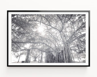 Banyan Tree Print, Black And White Prints, Nature Wall Art, Large Tree Prints, Tree Poster, Digital Download, Printable Art