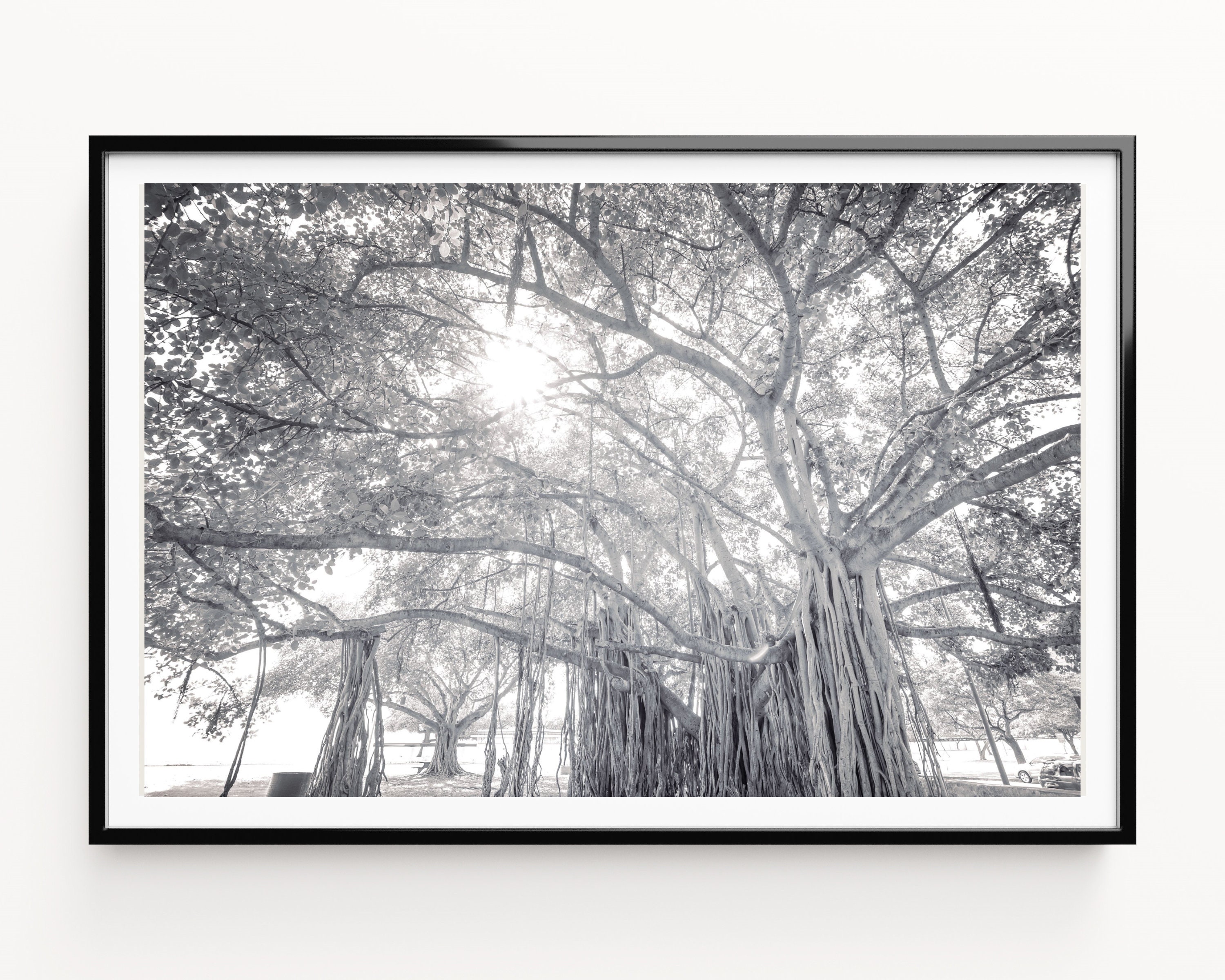 Banyan Tree Print, Black and White Prints, Nature Wall Art, Large Tree