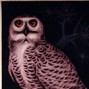 Jack Coutu Snowy Owl Etching And Christmas Card 1968