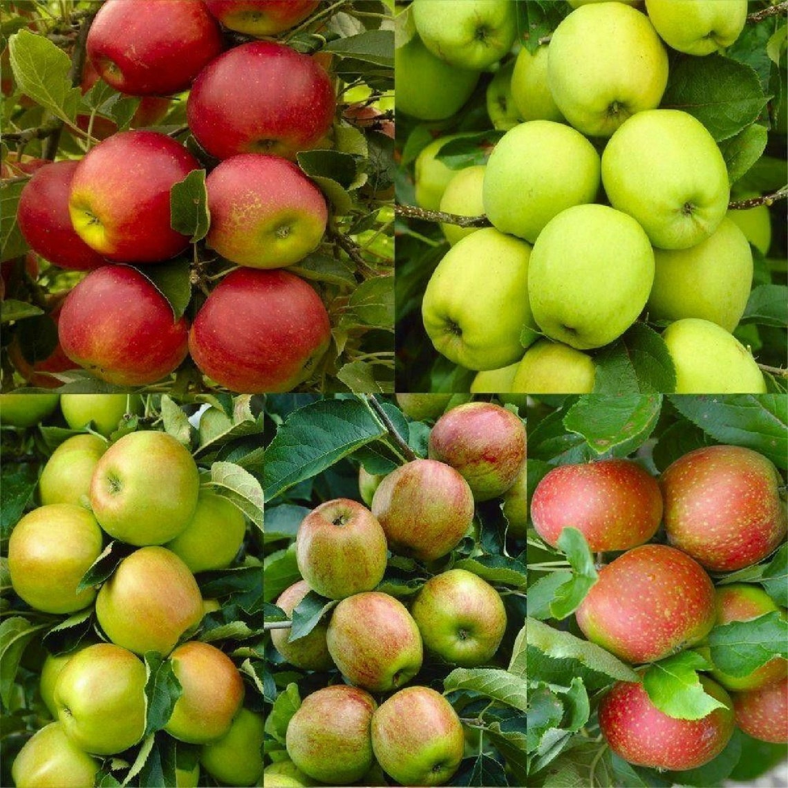 Fruit seeds 30 Seeds Apple Tree Seeds Mixed Varaieties Etsy