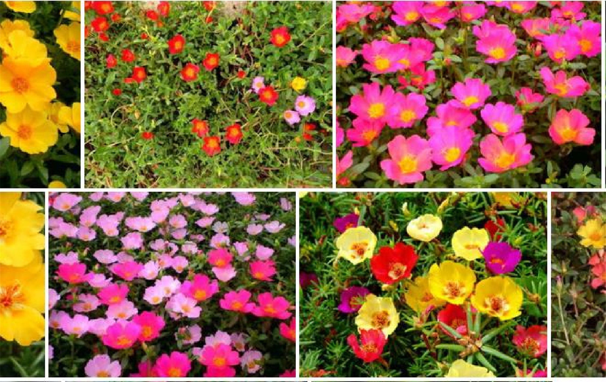 Portulaca Moss Rose Happy Hour Tropical Ground Cover Plant Etsy