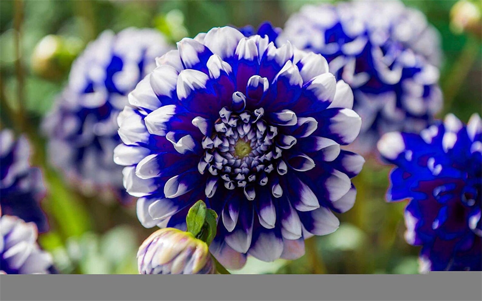 100 Pcs Rare Blue and White Point Dahlia Seeds Beautiful Etsy