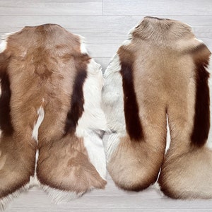 Set of 2.Springbok Fur Deer Skin Genuine Natural Springbok Pelt Real Springbok Real Antelope Skin Springbok Rug real gazelle skin.