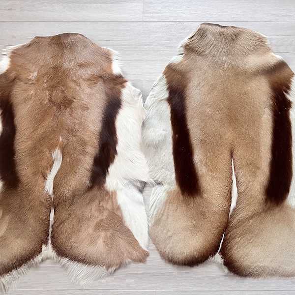 Set of 2.Springbok Fur Deer Skin Genuine Natural Springbok Pelt Real Springbok Real Antelope Skin Springbok Carpet Rug real gazelle skin.