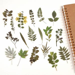Green Leaf Stickers, Mixed Green Leaves Stickers, Foliage Stickers, Botanical Stickers, Nature Scrapbook Decoration, Journal Stickers
