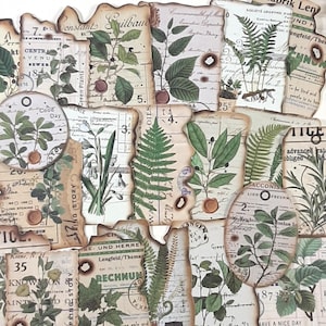 Autocollants botaniques vintage, autocollants éphémères de style vintage, autocollants de planificateur de plantes, journal indésirable, scrapbooking, 20 pcs
