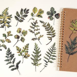 Leaves Stickers, Fall Leaf Stickers, Botanical Journal & Scrapbook Supplies, 20 pcs