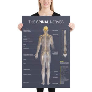 Spinal Nerve Poster (Dark)