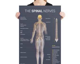 Spinal Nerve Poster (Dark)