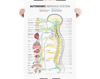 Contemporary Autonomic Nervous System (Light version)